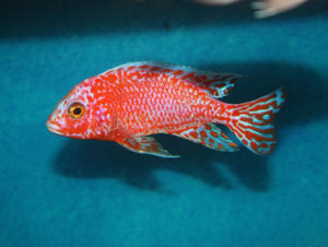 Aulonocara-Firefish