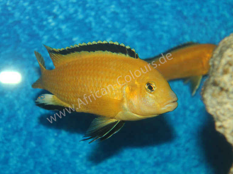 Labidochromis Caeruleus Yellow DNZ African Colours Shop alles für