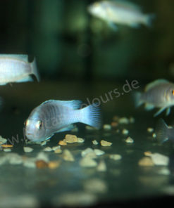Labidochromis-Chizumulae
