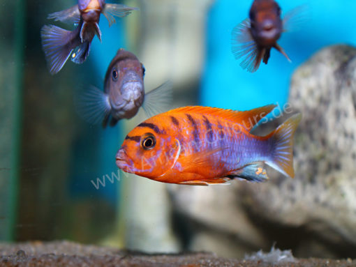 Labidochromis-Hongi-Red-Top-1