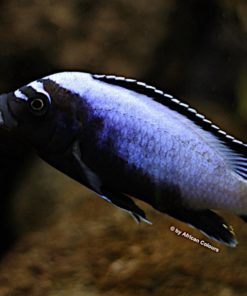 Metriaclima-koningsi-Likoma