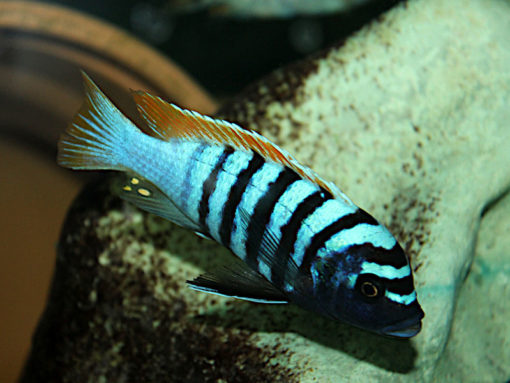 Metriaclima Pyrsonotus Nakatenga