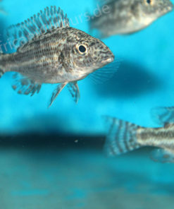 Nimbochromis-Linni