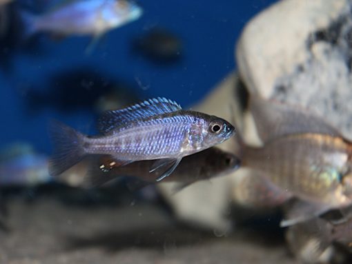 Scaeniochromis Fryeri Mbenji.JPG