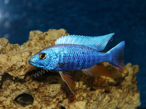 Scaeniochromis-Fryeri-Iceberg