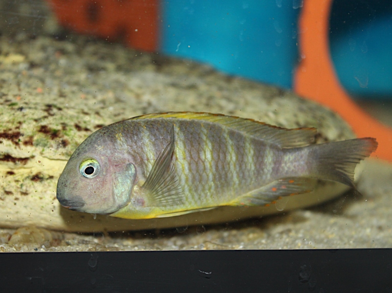 Tropheus Brichardi Muguruka New Rare Wf African Colours Shop Alles Fur Malawisee Cichliden African Colours