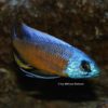 Copadichromis borleyi 'Namalenje'