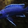 Eine echte Schönheit ist dieser Melanochromis Kaskazini