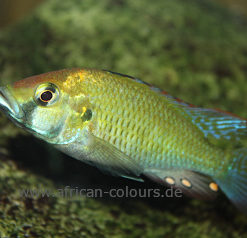 Astatilapia-Caliptera-Namalenje