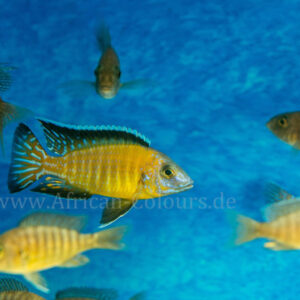Ein Aulonocara Usisya, schwimmt in einem Aquarium mit klarem Wasser. Im Hintergrund sind natürliche Dekorationen sichtbar.