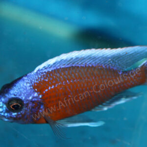 Ein Copadichromis Borleyi, schwimmt in einem Aquarium mit klarem Wasser. Im Hintergrund sind natürliche Dekorationen sichtbar.
