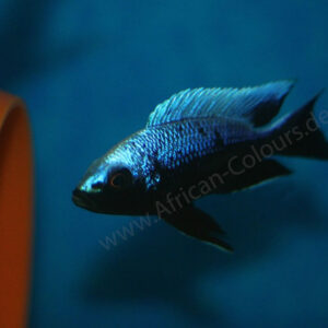 Copadichromis-trewavasae- Lupingu WFNZ
