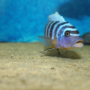 Ein Fainzilberi-Nkanda, schwimmt in einem Aquarium mit klarem Wasser. Im Hintergrund sind natürliche Dekorationen sichtbar.