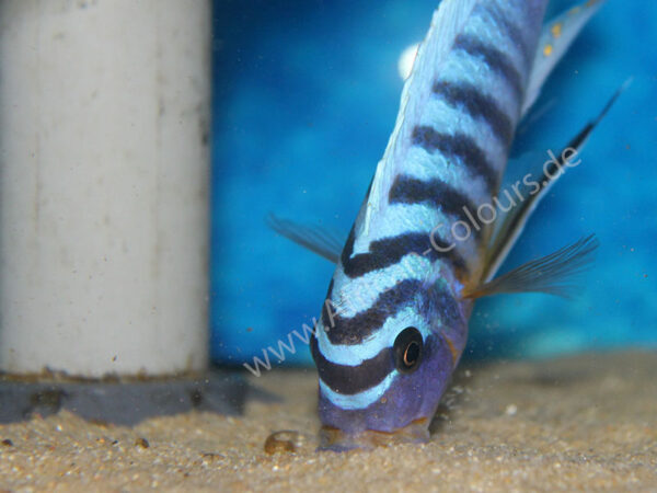 Ein Fainzilberi-Nkanda, schwimmt in einem Aquarium mit klarem Wasser. Im Hintergrund sind natürliche Dekorationen sichtbar.