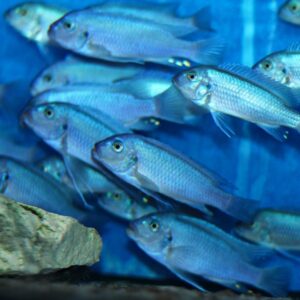 Mehrere Metriaclima callainos Bright Blue schwimmen nebeneinander im Aquarium