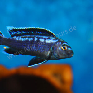 Pseudotropheus interruptus Mbuna – dunkel gefärbter Malawi-Cichlide am Chiwi Rock im Felsbiotop