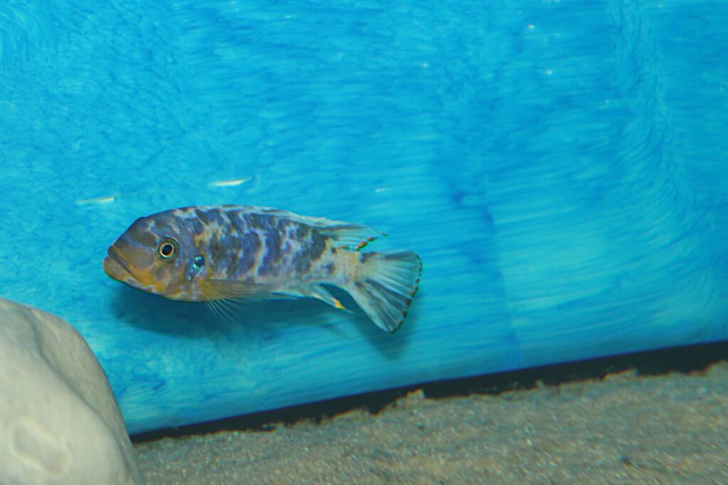 Maylandia Fainzilberi Kirondo